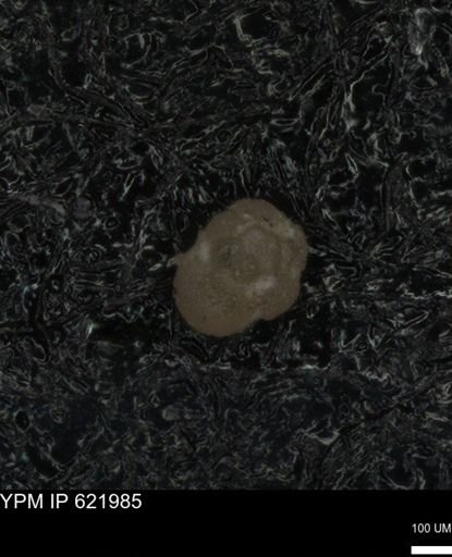 undet. Foraminiferida