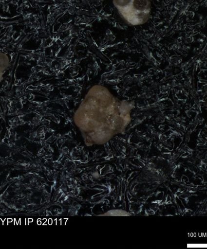 undet. Foraminiferida