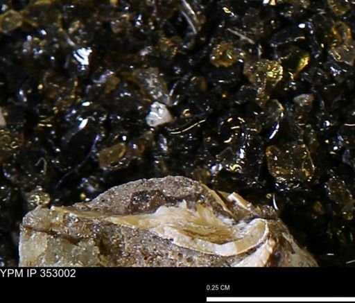 undet. Mollusca