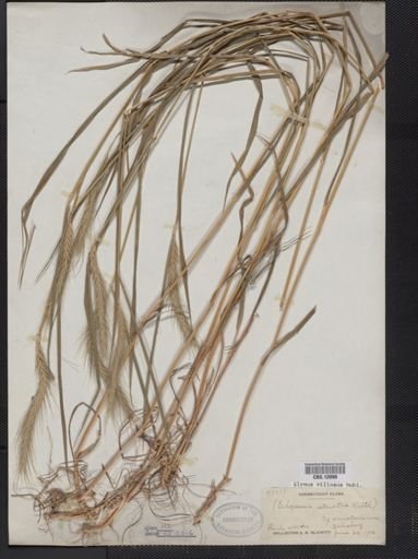 Elymus villosus
