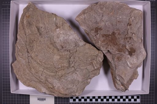 mixed taxa, stratigraphic collection