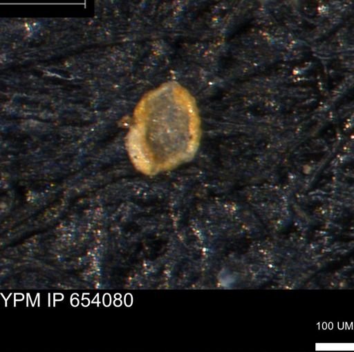 Spirolocammina planula