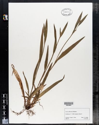 Carex albursina
