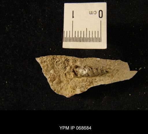 Phacoides multilineatus