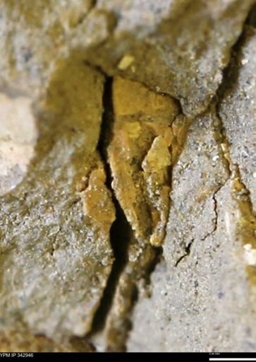 undet. Mollusca
