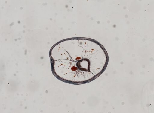 Phoronopsis harmeri