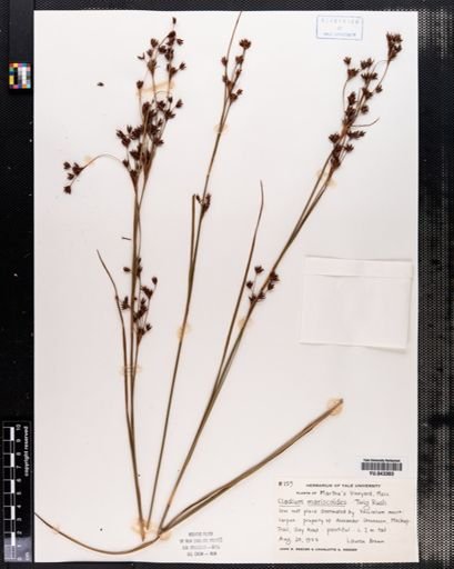 Cladium mariscoides