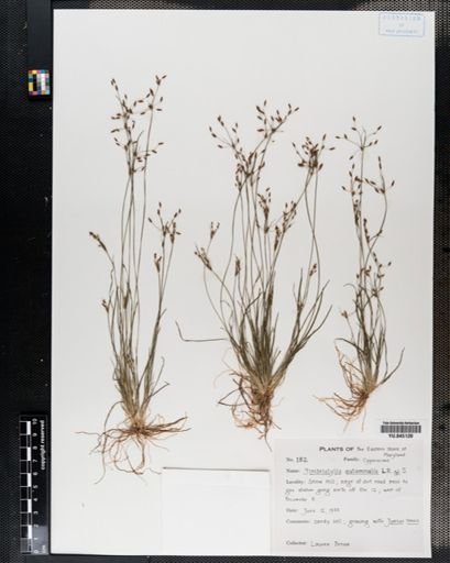Fimbristylis autumnalis