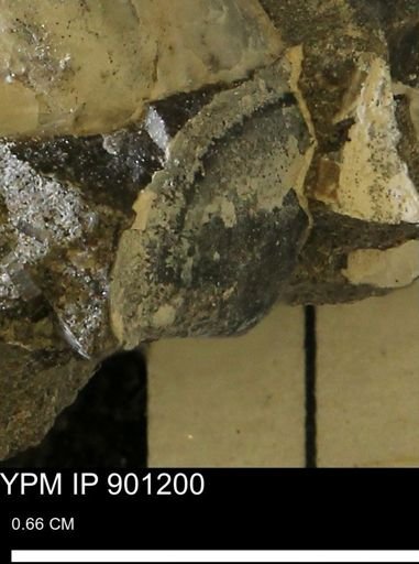 undet. Mollusca