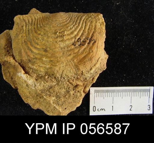 Leptaena rhomboidalis