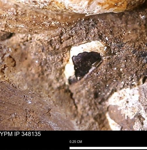 undet. Bivalvia