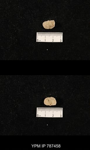 undet. Brachiopoda