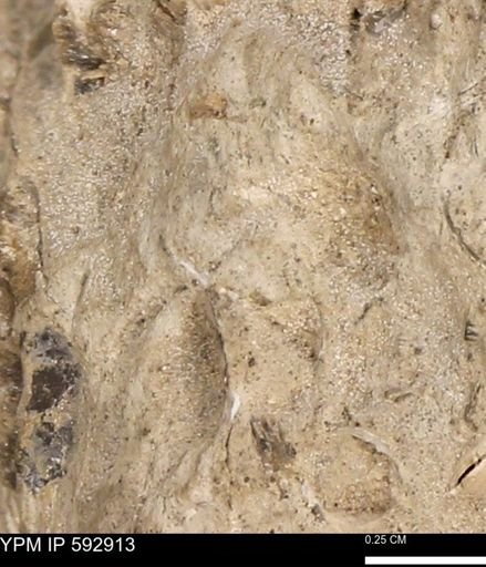 undet. Mollusca