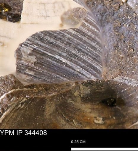 Limopsis striatopunctatus