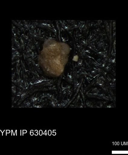 undet. Foraminiferida