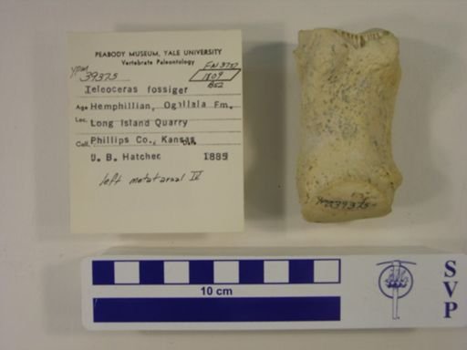 Teleoceras fossiger