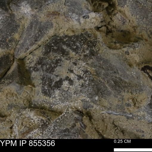 undet. Mollusca