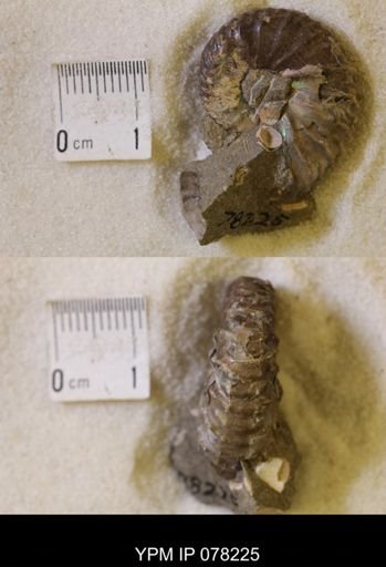 Discoscaphites conradi