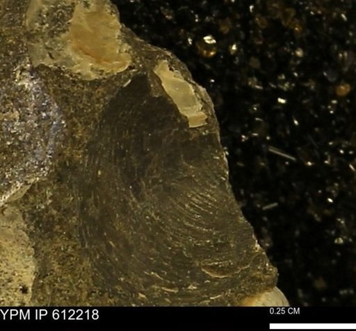 undet. Bivalvia