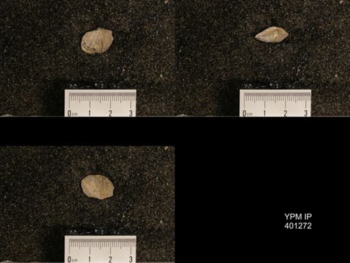 Orthis (Plectorthis) dichotoma