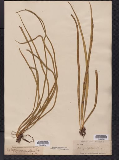 Polypodium