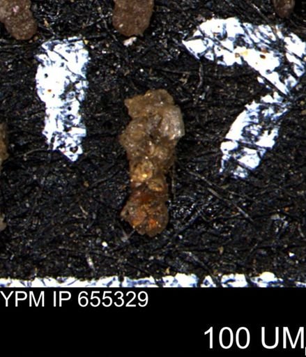 Ammobaculoides whitneyi