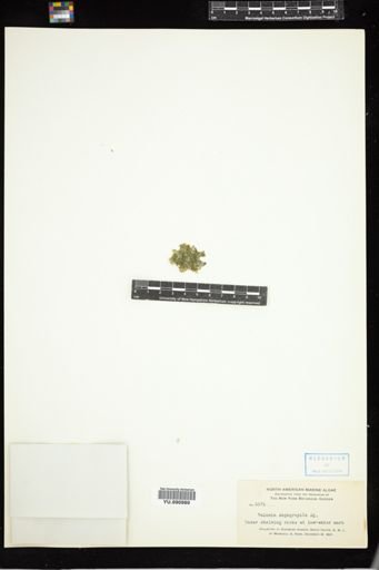 Valonia aegagropila