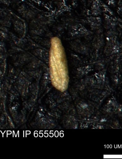 Miliammina ischnia