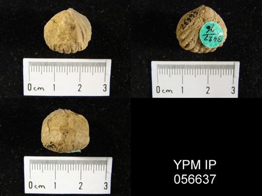 Uncinulus sp.