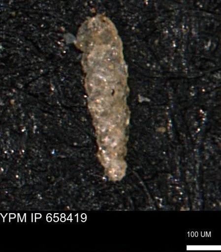 Verneuilinoides kansasensis