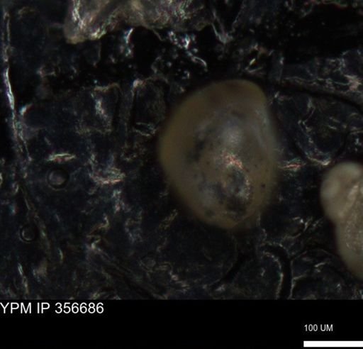 undet. Foraminiferida