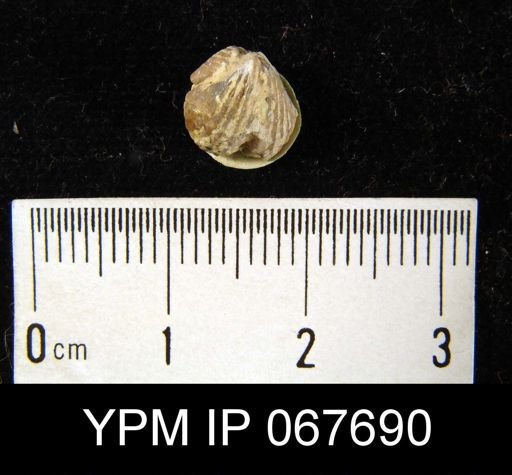 Rhynchospira formosa