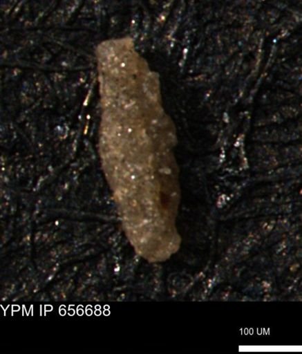 Miliammina manitobensis