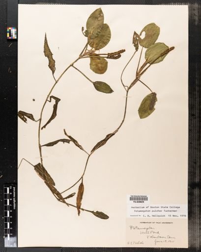 Potamogeton pulcher