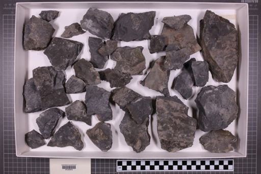 mixed taxa, stratigraphic collection
