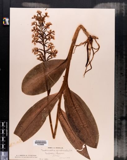 Plantae