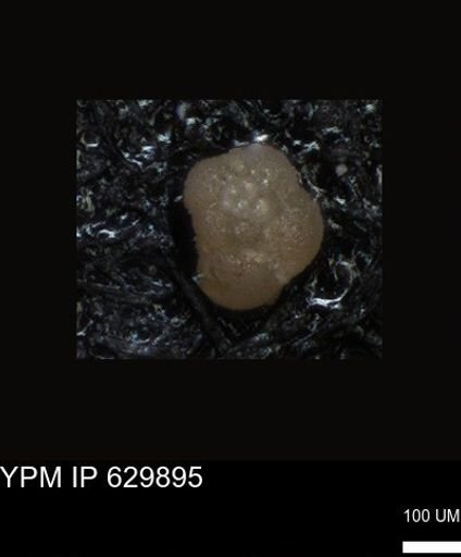 undet. Foraminiferida