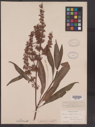 Rumex verticillatus