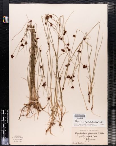 Rhynchospora glomerata