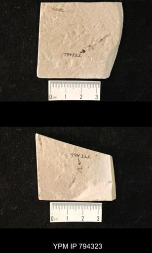 undet. Hymenoptera