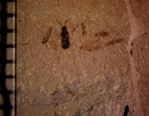 undet. Insecta