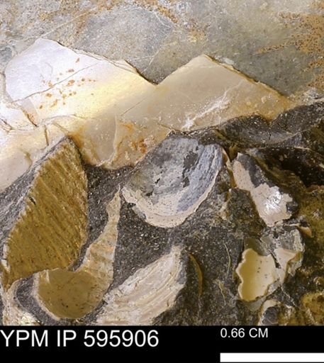 undet. Bivalvia