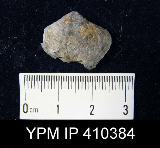Reticularia fimbriata