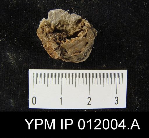Richthofenia likharewi