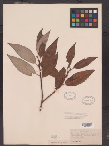 Salix alba