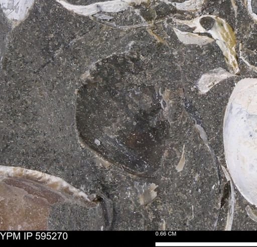 undet. Bivalvia
