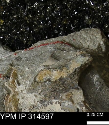 undet. Mollusca