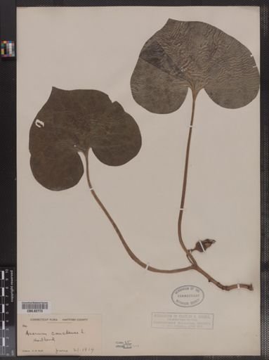 Asarum canadense