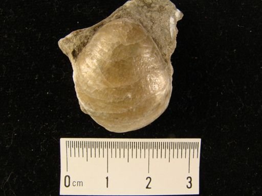 Anomia anomialis