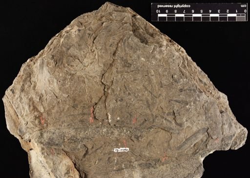 Lepidostrobus sp.